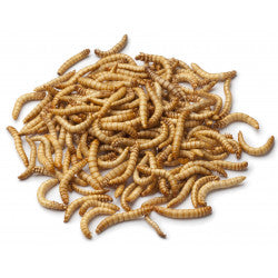 1kg Bag Mealworms Wild Bird Feed